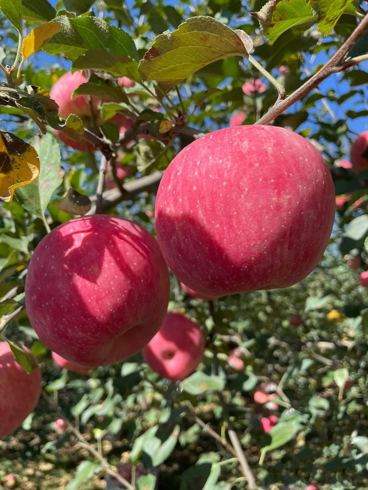 苹果图片版(apple图片)-第5张图片-QuickQ官网 苹果图片版(apple图片)-第5张图片-QuickQ官网