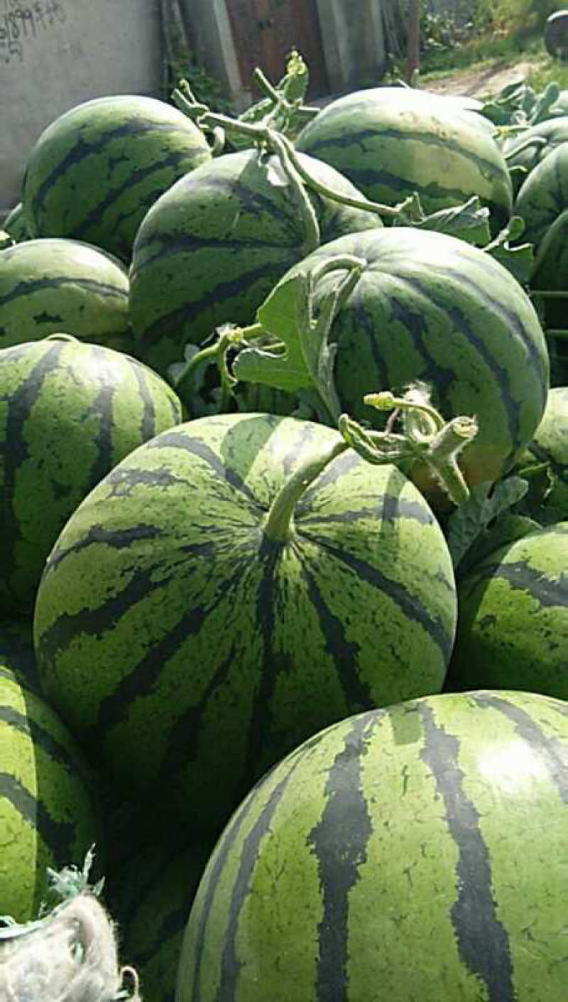 西瓜批发网手机版(西瓜批发网手机版官网)-第3张图片-QuickQ官网