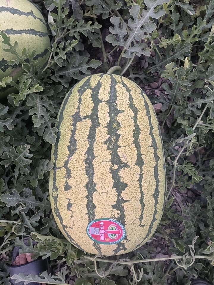 西瓜批发网手机版(西瓜批发网手机版官网)-第5张图片-QuickQ官网