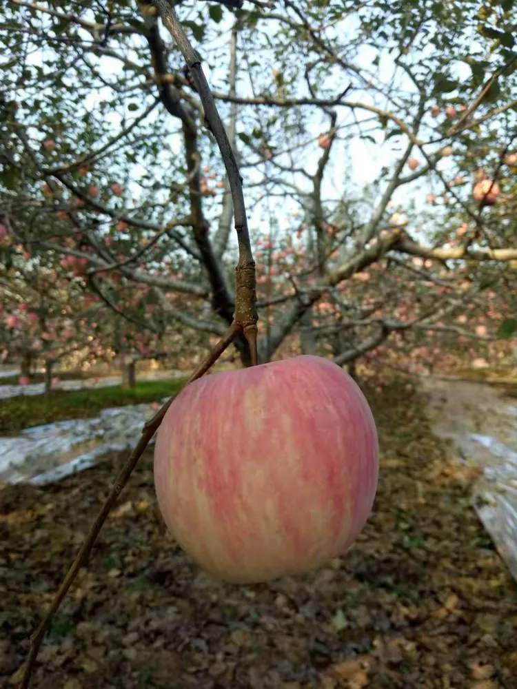 柴扉苹果版(ios如何下载哔咔)-第5张图片-QuickQ官网